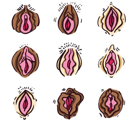 vulva illustrations by meredith white